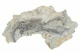 Fossil Crinoid (Abrotocrinus) - Monroe County, Indiana #232141-1